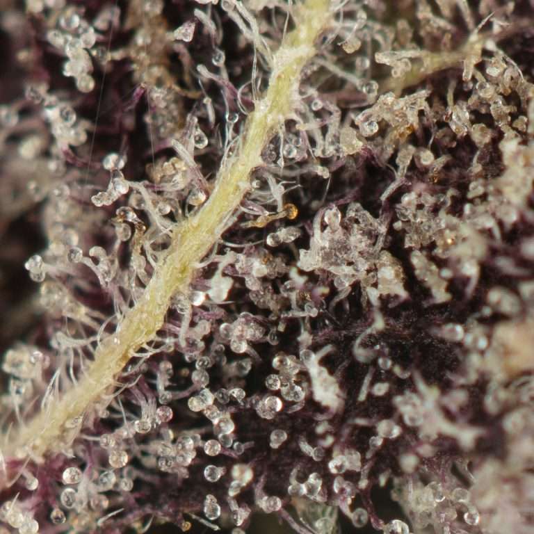 Black-Cherry-Soda-2.jpg
