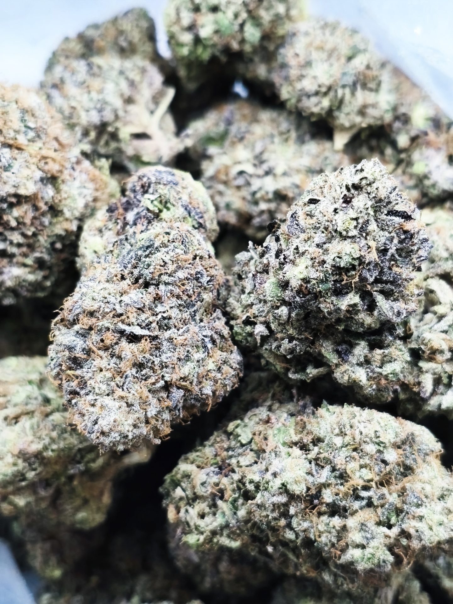 IMG_20260311_163653 black tuna kush